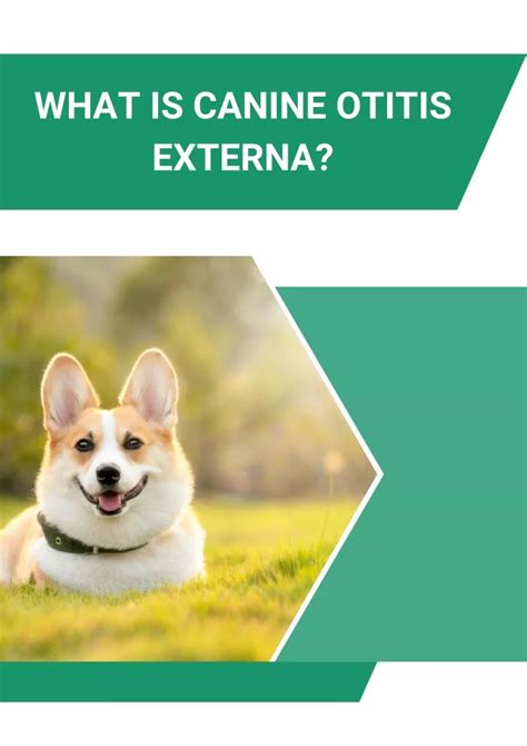 PPT - What is Canine Otitis Externa PowerPoint Presentation, free download - ID:11825792