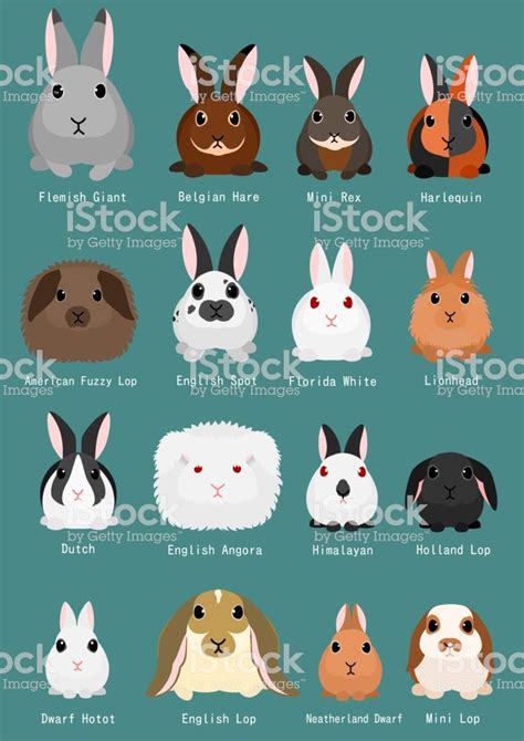 rabbits breeds chart. | Rabbit breeds, Rabbit species, Bunny names