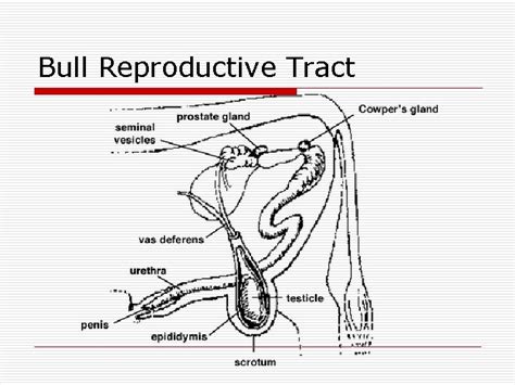 Animal Reproduction Lesson 1 Male Reproductive System Lesson