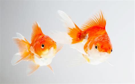 Can A Goldfish Recover From Fin Rot - Nina Mickens Hochzeitstorte