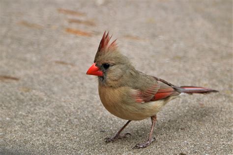 Female Northern Cardinal Close-up Free Stock Photo - Public Domain Pictures