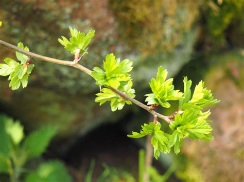 10 Trees With Edible Leaves to Forage or Grow