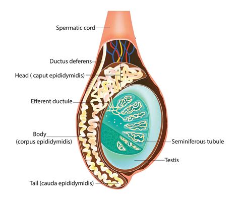 Testes - Hormones Australia