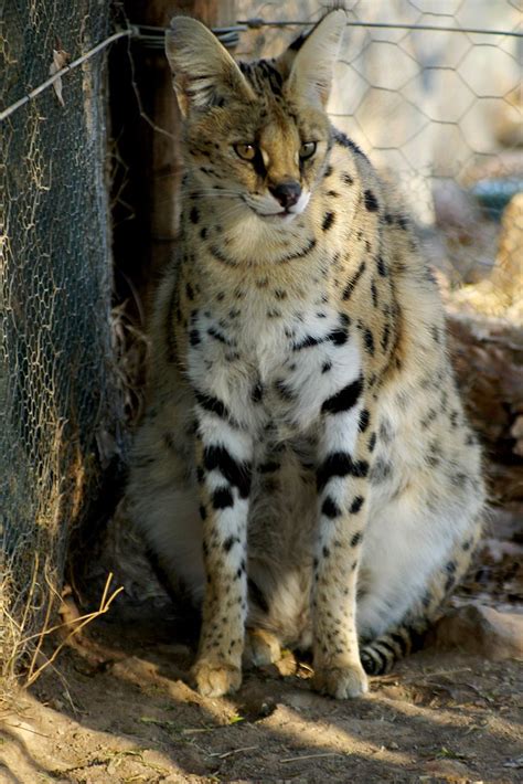 Serval