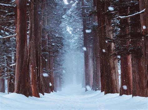 Snowy forest (repost: removed the guy increased resolution [5120 x 3840] | Winter in japan ...