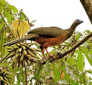 Family Cracidae - Peru Aves