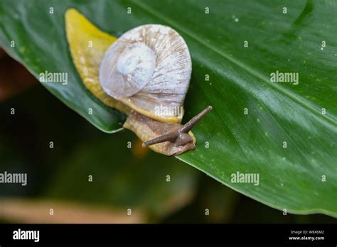 Tree snail Caracolus caracolla in El Yunque National Forest Puerto Rico ...