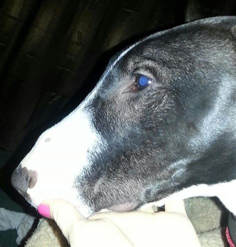 Expert Answers on Bull Terrier Nose Issues and Long Nose Terriers