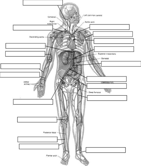 Anatomy And Physiology Label The Body Diagram