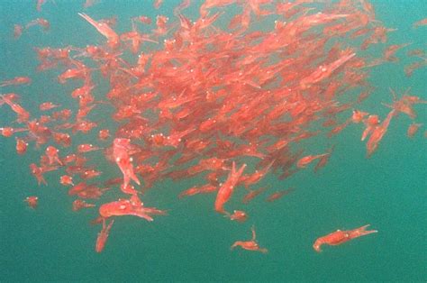 Krill in New Zealand's Marlborough Sounds