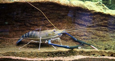 Freshwater Shrimp - Species Guide - Trademodo