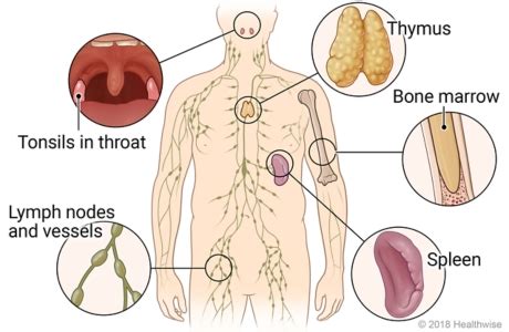 Immune system | Cigna