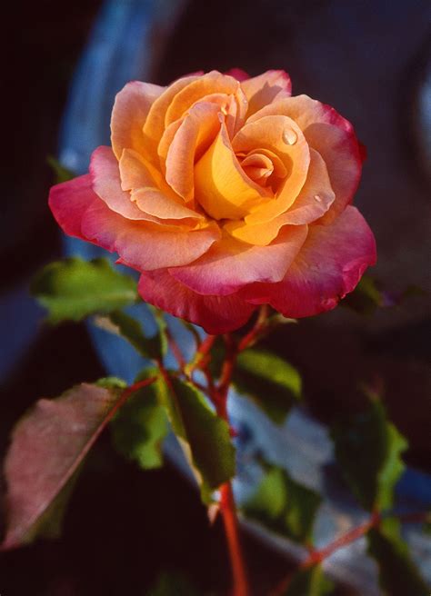 bobbauerflower | Beautiful rose flowers, Beautiful flowers, Rose varieties