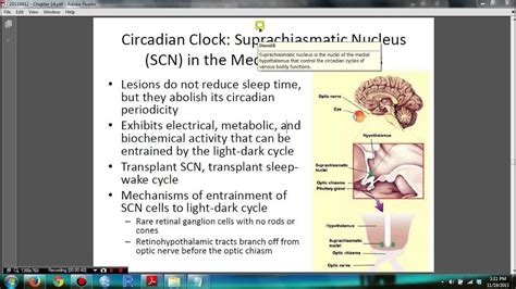 Psychology 306 Biopsychology - Chapter 14 (Suprachiasmatic Nucleus ...