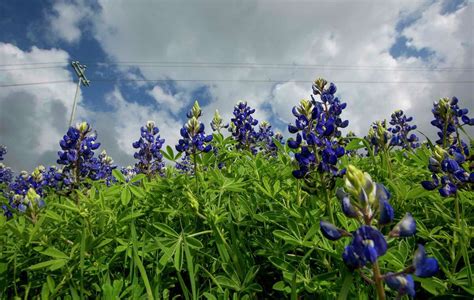 The official Bluebonnet Festival of Texas highlights colorful wildflower season