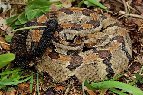 Venomous Snakes in Georgia (6 Species With Pictures) - Wildlife Informer