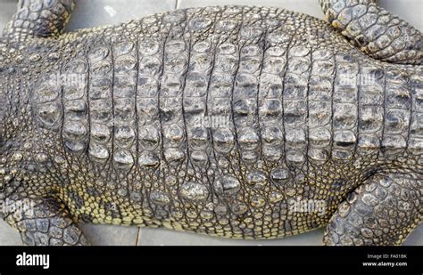 closeup of the crocodile skin Stock Photo - Alamy