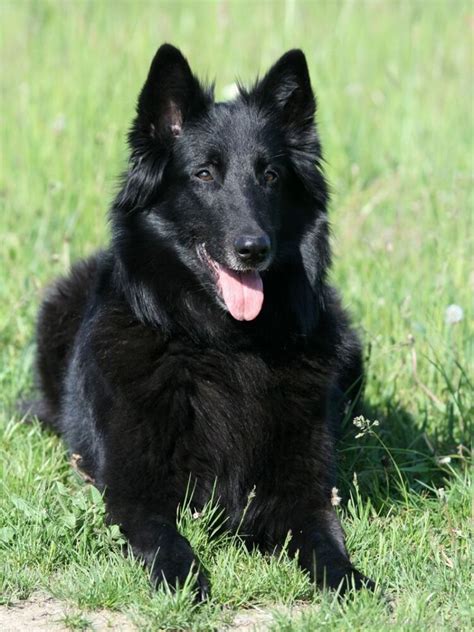 Black Belgian Shepherd Dog - DesiComments.com