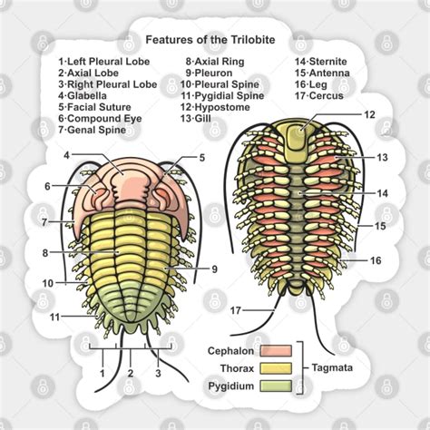 Trilobite Morphology Diagram - Trilobite - Sticker | TeePublic