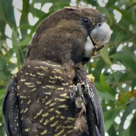 Glossy Black Cockatoo Conservation - Sunshine Coast