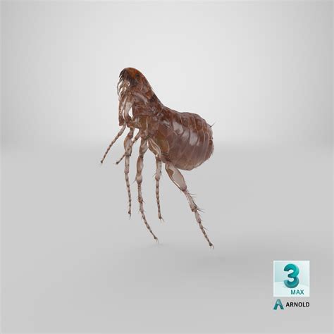 Flea Jumping Pose Insect 3D - TurboSquid 1585214