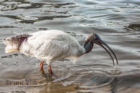 Australian White Ibis ~ wetland to urbanland - Margaret Weiss Photography