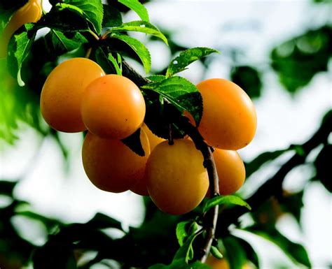 Early Golden Plum Tree Semi-Dwarf Zones 4-8 – Winter Cove Farm