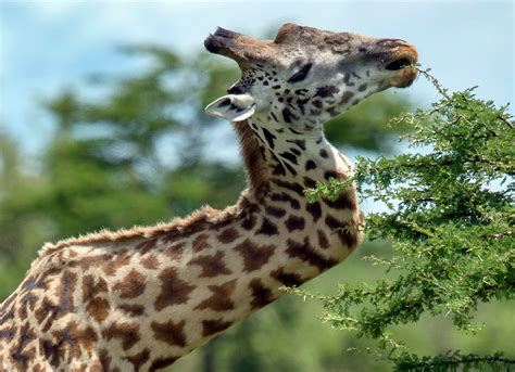 Giraffe survives battle injury, adapts to life with zig-zag neck (PHOTOS) | WTF!? | Earth Touch News