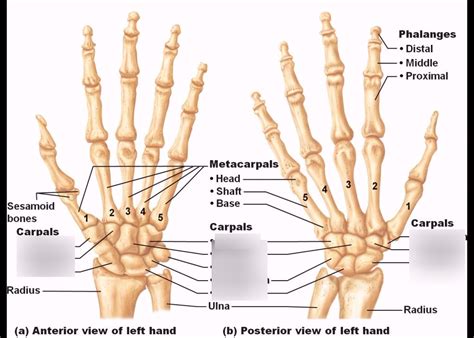 Carpal Bones Diagram | Quizlet