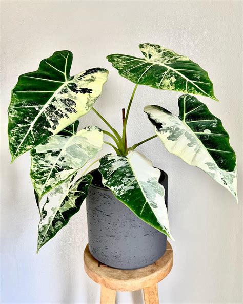 Alocasia Frydek Variegata | PLNT