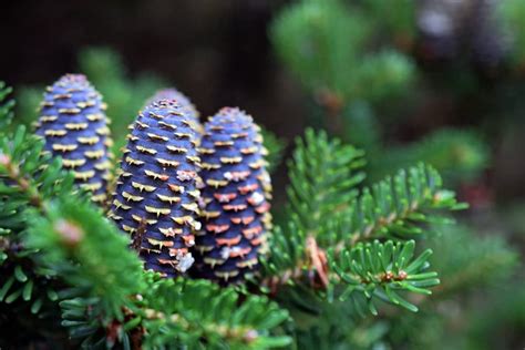 Korean Fir Tree Seeds - 30 Seeds - Abies koreana has Stunning Blue ...