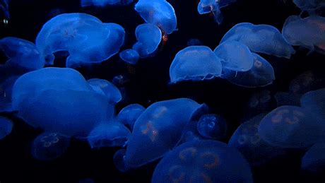 jellyfish beautiful gif | WiffleGif