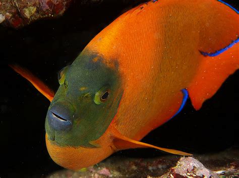 Clarion Angelfish - Holacanthus clarionensis - Angelfishes - - Tropical ...