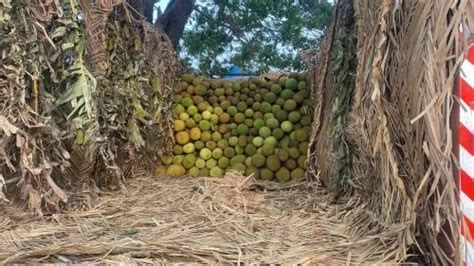 A Grade Jackfruit at Rs 25/kg in Bengaluru | ID: 2850455244562