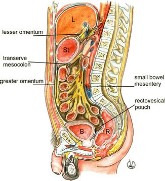 Abdominal Cavity, Peritoneum and Retroperitoneum | Radiology Key