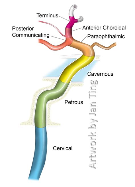 the structure of an animal's nervous system, labeled in different ...