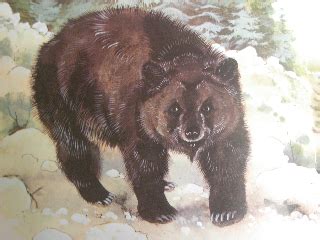 Atlas Bear - Ursus arctos crowtheri - Bears Of The World