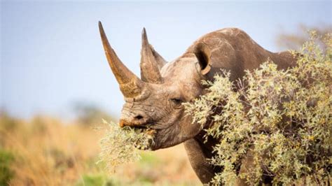 16 Interesting Facts About the Black Rhino: The Endangered Fighter