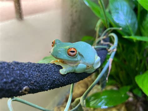 Orange-Eyed Tree Frog | Our Animals | Fort Wayne Children's Zoo