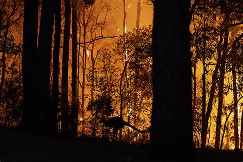 In Australia's Burning Forests, Signs We've Passed a Global Warming Tipping Point - Inside ...