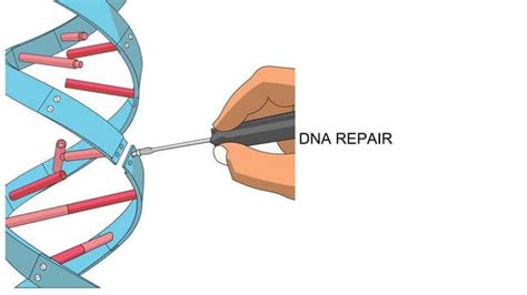 DNA_repair 2.pptx