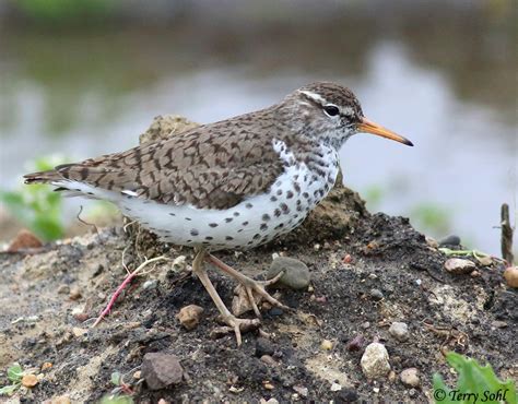 Spotted Sandpiper Photo - Photograph - Picture