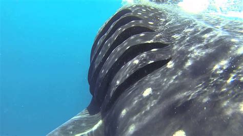 Whale Shark gills during surface feeding - YouTube