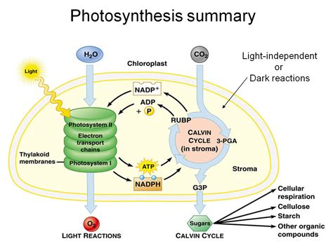 Will stopping the light-dependent phase of photosynthesis affect the light-independent phase ...