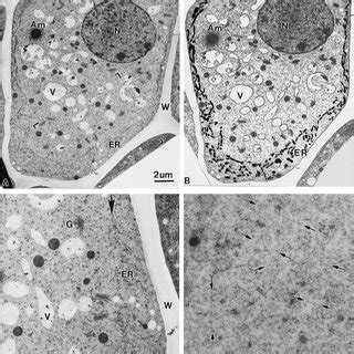 Electron micrograph of a columella cell (A) in a longitudinal section... | Download Scientific ...