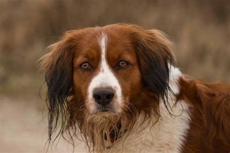 Nederlandse Kooikerhondje - Hondenrassen Wijzer ️