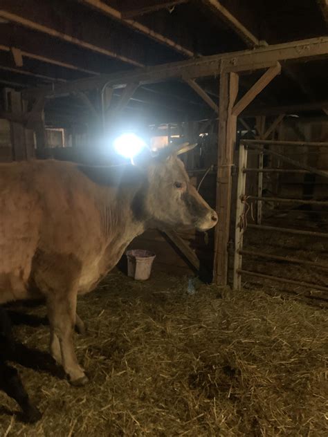 My cow hanging out listening to violin instrumentals! : r/Cows