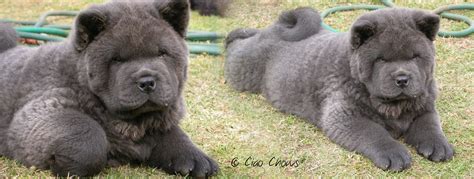 Blue+Chow+Chow | Blue chow chow puppies - rough and smooth | Fluffy dogs, Chow chow puppy ...