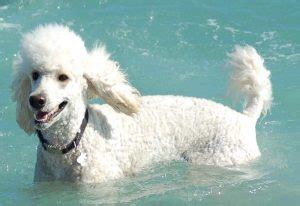 Water dog breeds list - these dogs love water - swimming dogs - K9RL