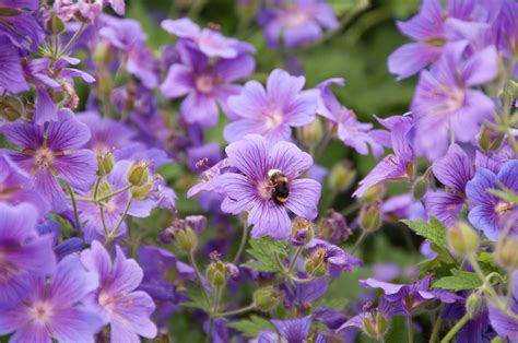 hardy geraniums - garden4me